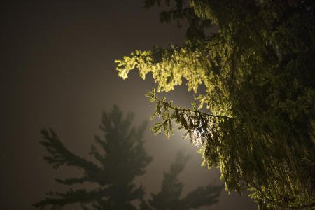 Trees at night. 8x12 on a semi gloss paper.
